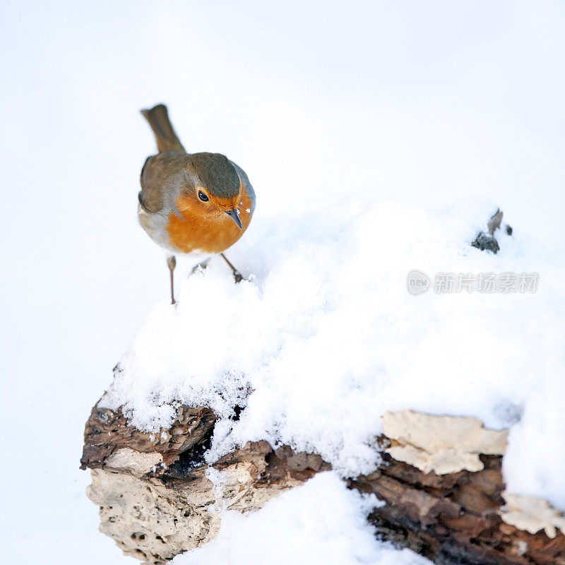 白雪中的罗宾(Erithacus rubecula